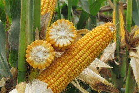 沃单郑单958农田玉米种子 农田菜园杂交耐旱大棒轴细棒子玉米籽-阿里巴巴