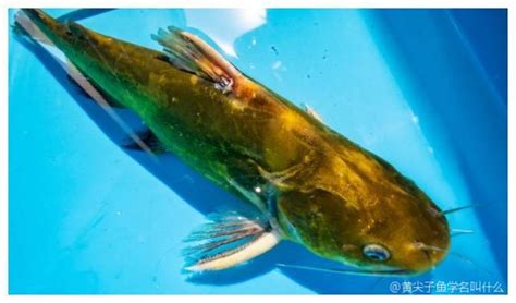 请问黄尖子鱼学名叫什么？黄尖子鱼最好吃的做法「经验」 - 综合百科 - 绿润百科