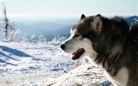 关于雪橇狗的电影名单整理，这些优秀作品你看过几部-宠物主人