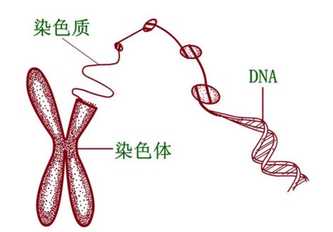DNA,染色体和染色质三者之间的关系_百度知道