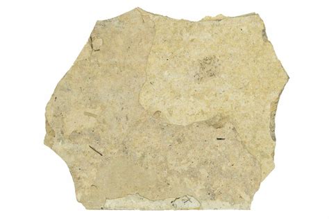 Bargain, .44" Fossil Shield Bug (Pentatomidae) - France (#254179) For ...