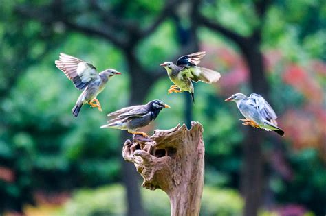 紫翅椋鸟-甘肃野生动物-图片