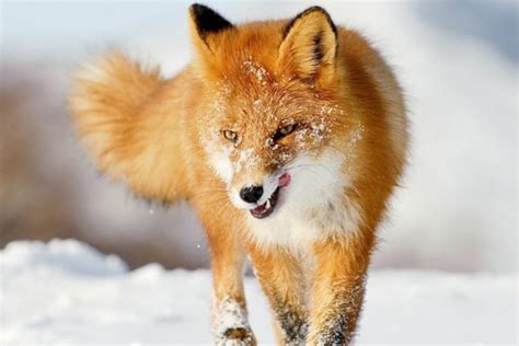 狗和狐狸长得那么像，它们有生殖隔离吗，能不能繁育出后代？_染色体_杂交_银狐