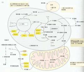 乙醛酸循环_360百科