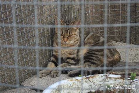 笼子里的猫高清图片下载-正版图片600308006-摄图网