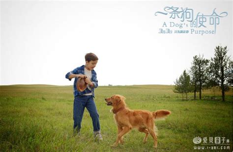 《一条狗的使命》曝光“陪伴版”海报_大豫网_腾讯网