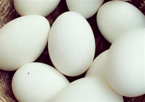 鹅蛋能长期食用吗 - 学堂在线健康网