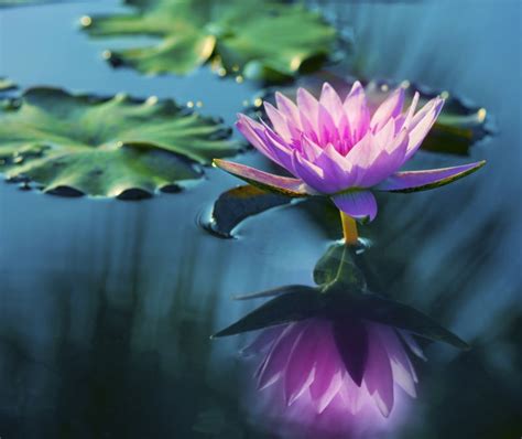 夏天的味道》---“紫莲”花语摄影图片】生态摄影_太平洋电脑网摄影部落