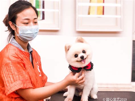 重庆C级+宠物美容师班(机构,学校)-重庆甜心宠艺宠物有限公司
