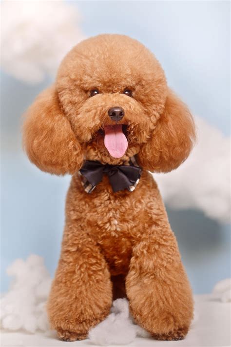 泰迪犬价格-图片-泰迪犬多少钱一只-泰迪犬好养吗 - 波波宠物领养网
