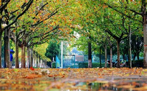 太美了！郑州这16所高校校园内，藏着最美的秋色！-大河新闻