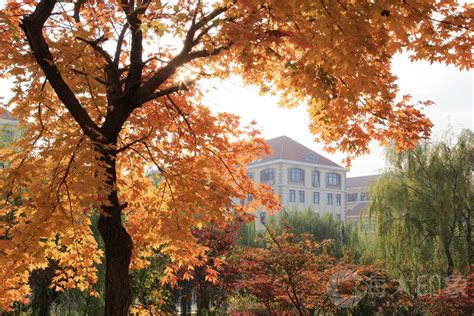 太美了！郑州这16所高校校园内，藏着最美的秋色！-大河网