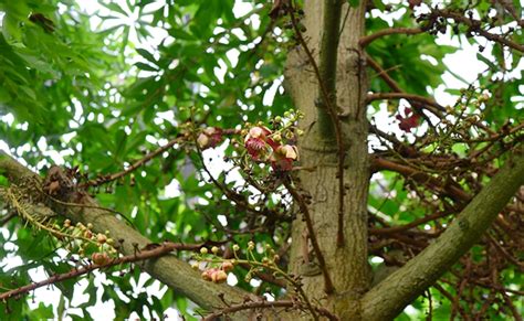 版纳植物园引种的炮弹树开花----中国科学院西双版纳热带植物园