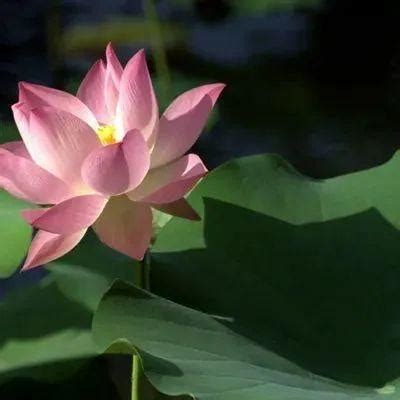妈妈头像荷花非主流
