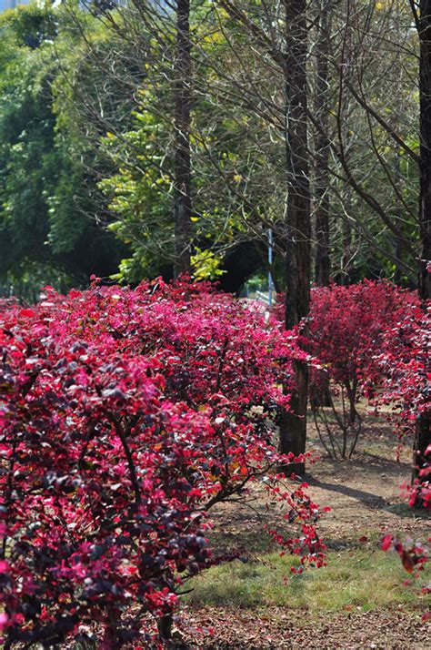 红花檵木》摄影图片】福州公园生态摄影_太平洋电脑网摄影部落