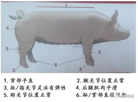 教你如何挑选后备母猪_图片教学_技术推广_河南畜牧兽医信息网