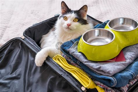 猫坐在手提箱或袋子里等待旅行随高清图片下载-正版图片502946405-摄图网