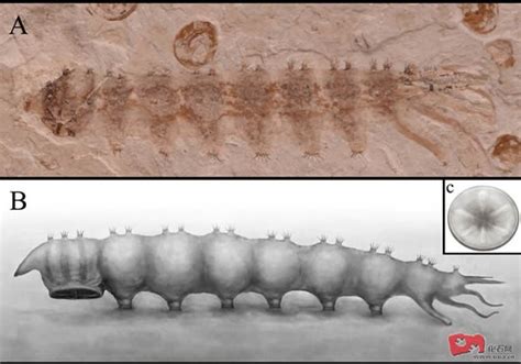 琥珀标本揭示了线虫寄生行为的演化----现代古生物学和地层学国家重点实验室