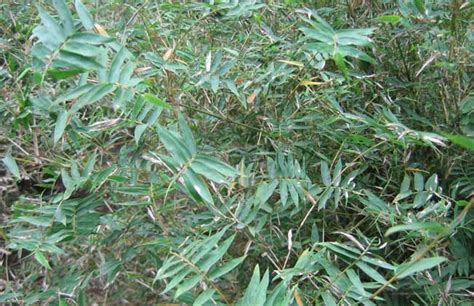 竹子品种名字大全图片-绿宝园林网