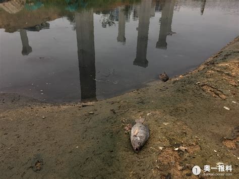 四川广元一水库因洪水污染上万斤鱼死亡