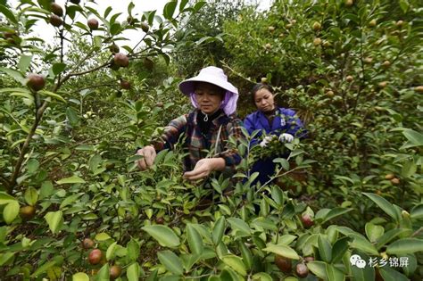 湖北通城2022年茶油起榨仪式11月1日举行_县域经济网