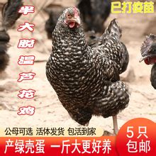篮子里的小小鸡 在越南市场销售的婴儿投标母鸡配种家禽羽毛工作室生物新生家庭高清图片下载-正版图片321498410-摄图网