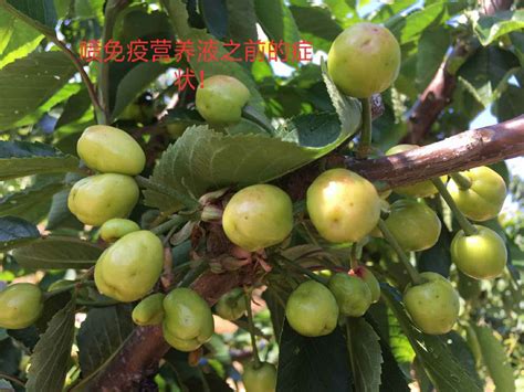采摘樱桃的农民高清图片下载-正版图片307717143-摄图网
