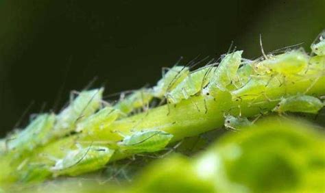 蚜虫危害症状和防治方法-农技学堂 - 惠农网