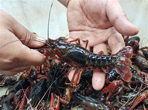 “小龙虾自由”来了！每斤10多元，每天约有10万斤小龙虾“爬”进青岛-青报网-青岛日报官网