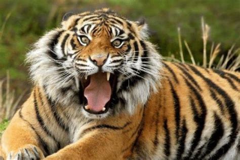 老挝养殖场靠卖老虎赚钱 花300万可以买一只吃