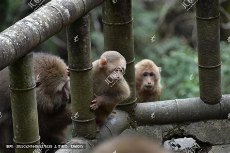 短尾猴：又称红面猴,体型很大（中国地区分布广泛）-小狼观天下