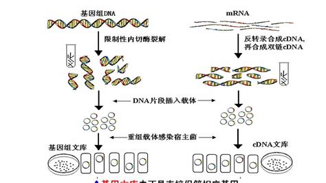 综述 | 一文读懂 - 复杂基因组测序技术__凤凰网