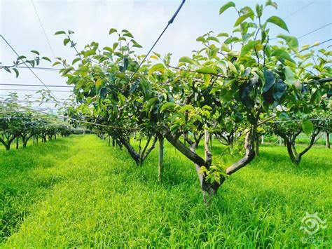 梨树周年栽培管理历，从清园萌芽到挂果采收，病虫管理和施肥方案