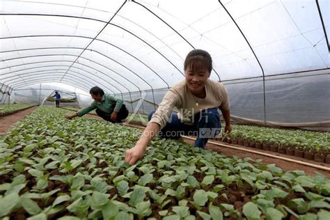 四川眉山：采摘蔬菜保供应-人民图片网