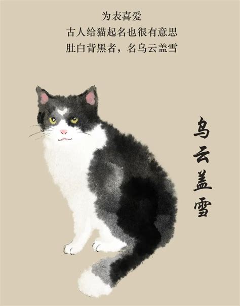 《古人养猫图鉴》_凤凰网