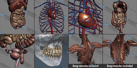 3D模型-人类男性和女性完整的解剖人体器官 肌肉 心脏 内脏 脉络 骨骼 生物器官 - 地底星空-资源网