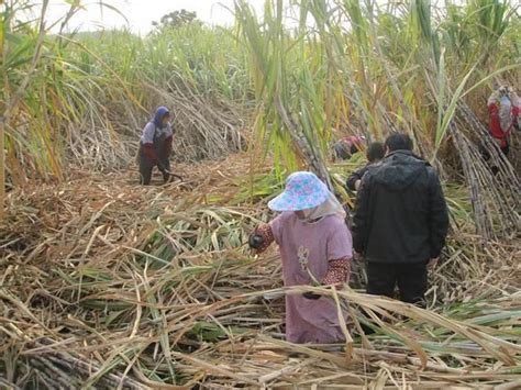 西江农场组织一支砍蔗义务服务队帮助职工砍甘蔗-广西农垦西江农场有限公司