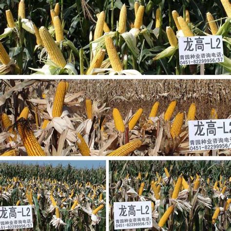 尚谷999玉米种子介绍，3月下旬至4月初播种 - 新三农
