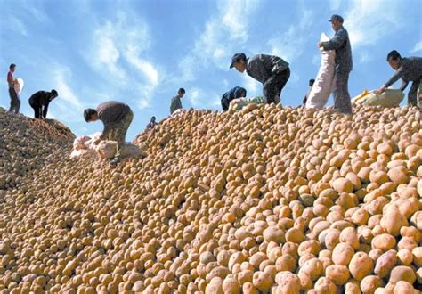 2022年中国马铃薯产业数据分析简报 - 知乎