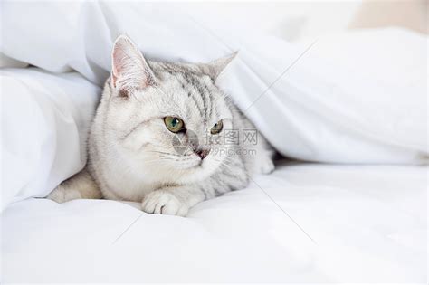 宠物银渐层英国短毛猫高清图片下载-正版图片501395268-摄图网