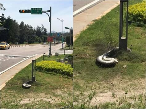 台湾金门网友在路边发现一条大蟒蛇 - 神秘的地球 科学|自然|地理|探索