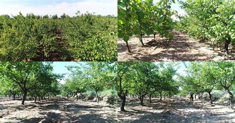 农业种植的葡萄果园高清图片下载-正版图片600468236-摄图网