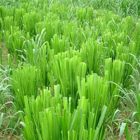 牧草图片
