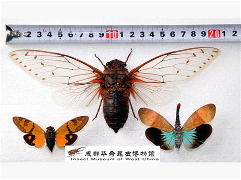 世界珍稀藏品_成都华希昆虫博物馆