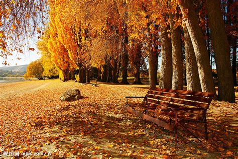 枫叶的秋天背景图片-枫叶美丽的秋天背景素材-高清图片-摄影照片-寻图免费打包下载