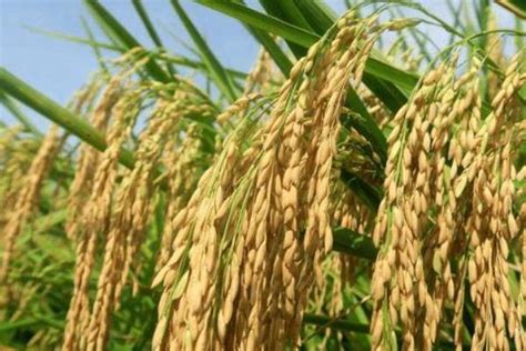 十大高产水稻品种 - 运富春