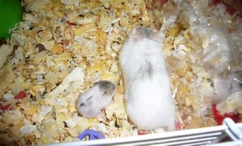 宠物鼠产育需要注意的问题 鼠宝宝出生后注意事项-宠物网问答