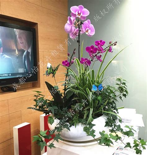 办公绿植租赁-重庆森海园花卉有限公司