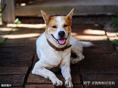 你见过广东五红狗吗？传说是旺家旺财的福狗！_潮汕