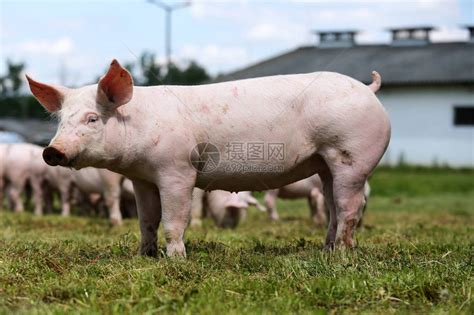 农场里的小猪崽高清图片下载-正版图片506667735-摄图网